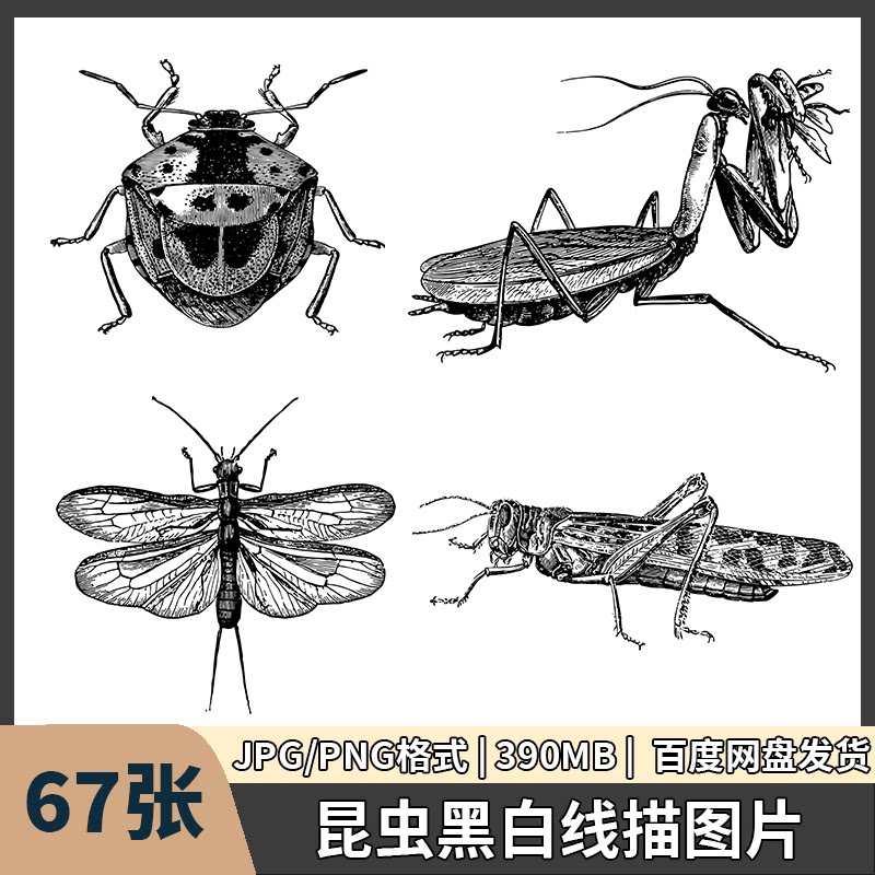 昆虫黑白线描画素材参考绘画临摹蚂蚱蝴蝶高清图片成品线稿电子版