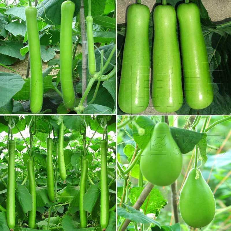 蒲瓜种瓠瓜短春季种子长瓠子菜葫芦菜瓜短瓠子瓜种籽四季蔬菜种孑