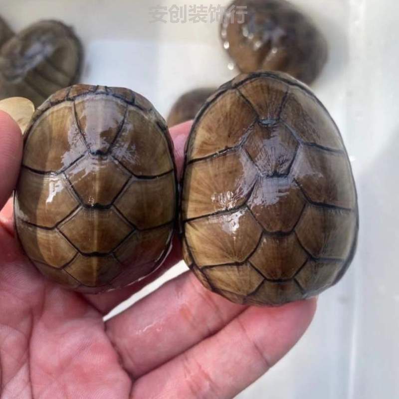可活体龟蛋巨头果核龟蛋龟蛋龟虎纹孵化蛋龟蛋龟头盔红面蛋龟宠物