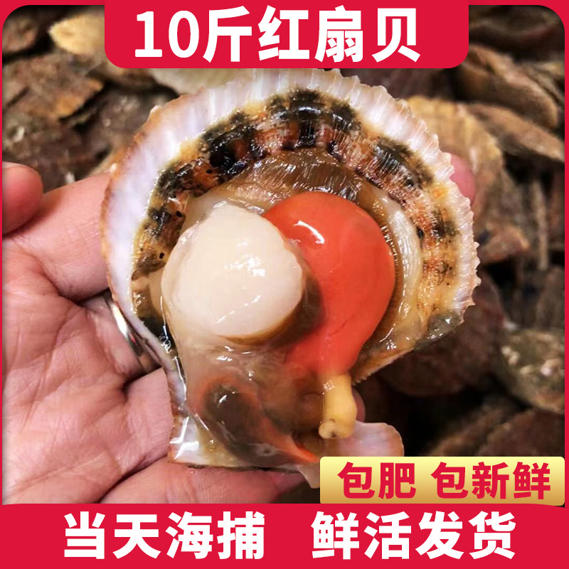 10斤扇贝鲜活新鲜港湾贝小红贝夏夷贝栉孔扇贝带壳海鲜贝类烧烤蒜