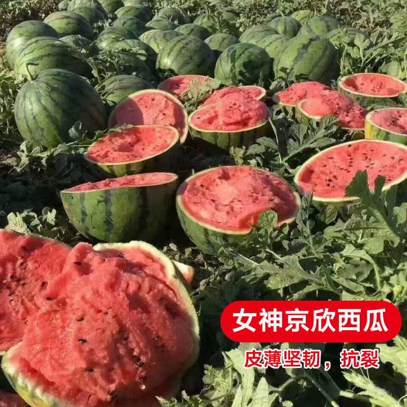 京欣西瓜种苗特大巨型懒汉西瓜种籽南方超甜春夏四季蔬菜苗孑大全
