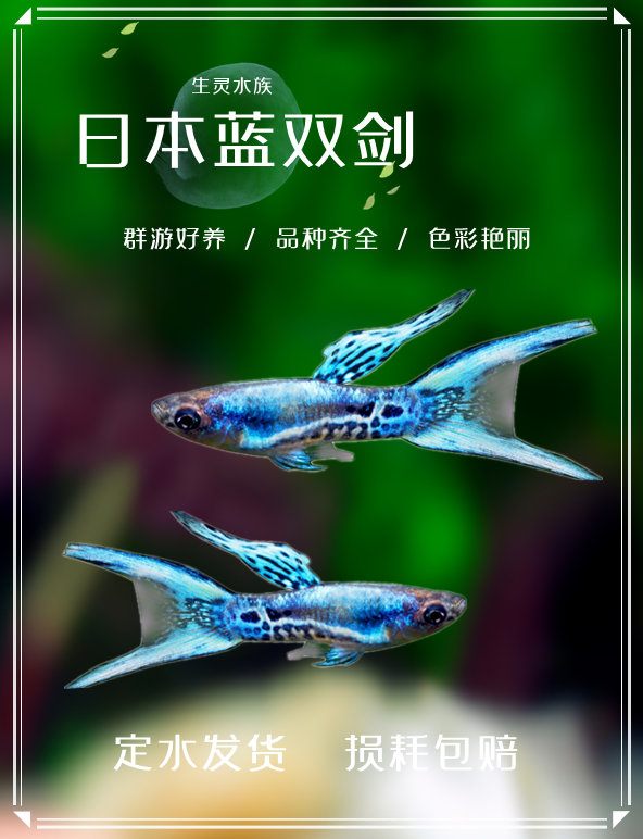 日本蓝双剑安格拉斯精灵孔雀鱼凤尾鱼热带鱼观赏鱼宠物淡水活体