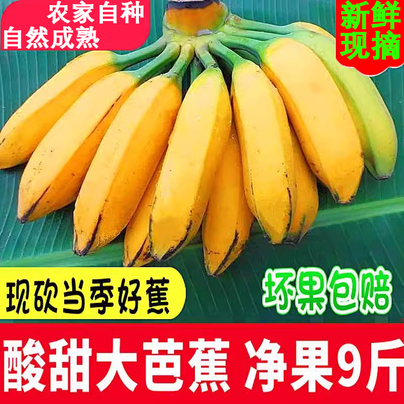 广西大芭蕉牛蕉牛角蕉10斤大蕉酸香蕉酸甜大芭焦巴蕉大果整箱现摘
