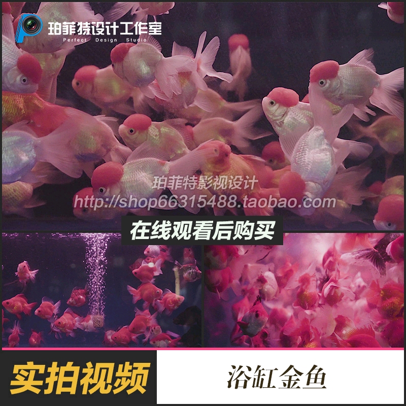 实拍鱼缸金鱼游动金鱼鱼类鱼缸观赏鱼游动LED背景视频素材