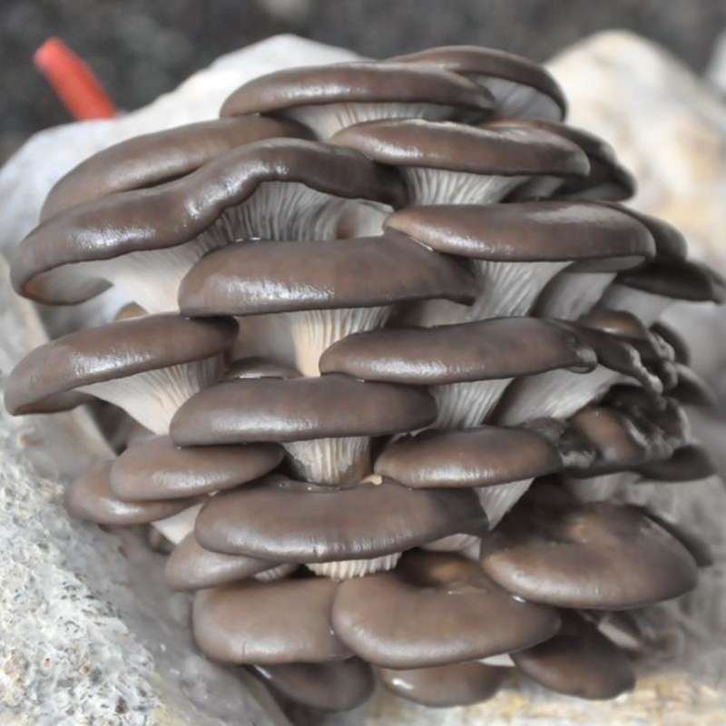 红平菇蘑菇食用菌种包s菌棒玫瑰菇家庭阳台蘑菇种植菌包、