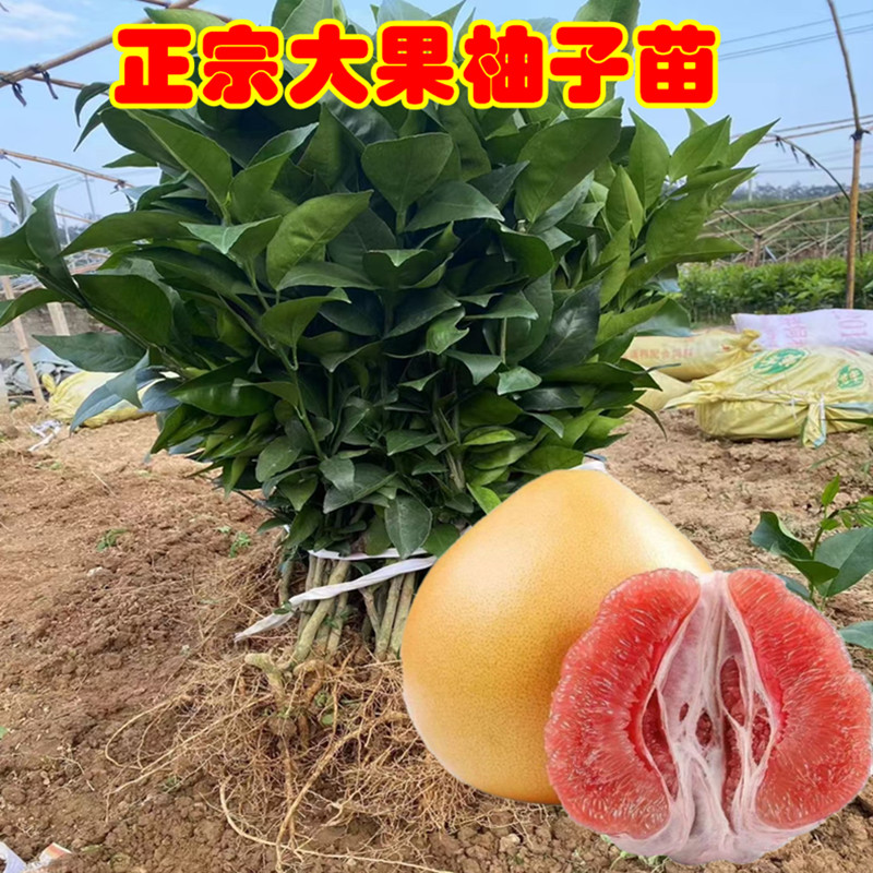 福建红柚子苗
