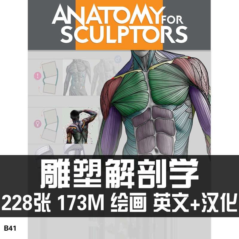 男女艺用人体结构高清绘画素材电子书PDF雕塑解剖学骨骼肌肉表现