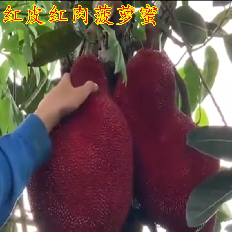果树苗红肉菠萝蜜苗当年结果南方种植四季菠萝蜜树苗 马来西亚1号