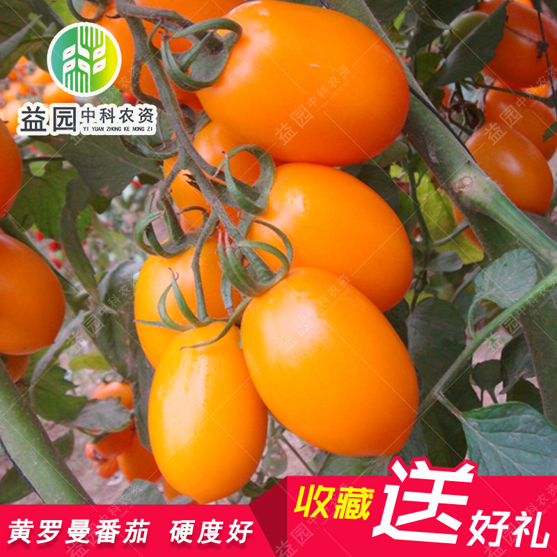 黄罗曼番茄种子芒果小柿子串收中型果西红柿盆栽春四季播水果蔬菜
