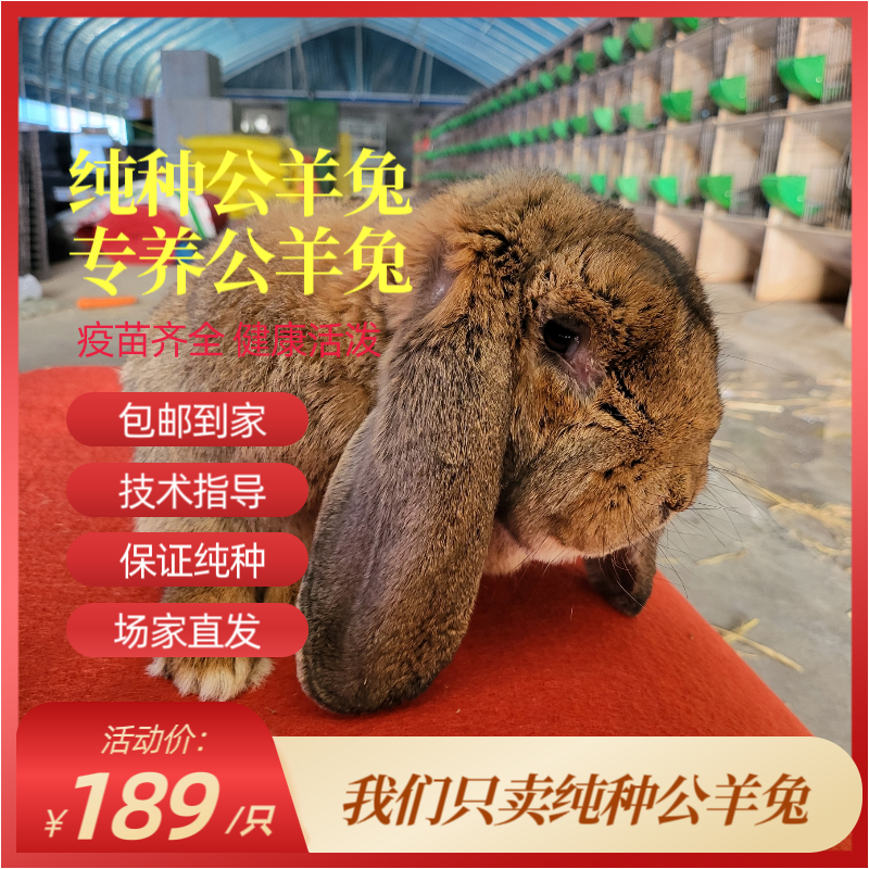 纯种公羊兔3斤左右包邮包活到家公羊兔幼兔