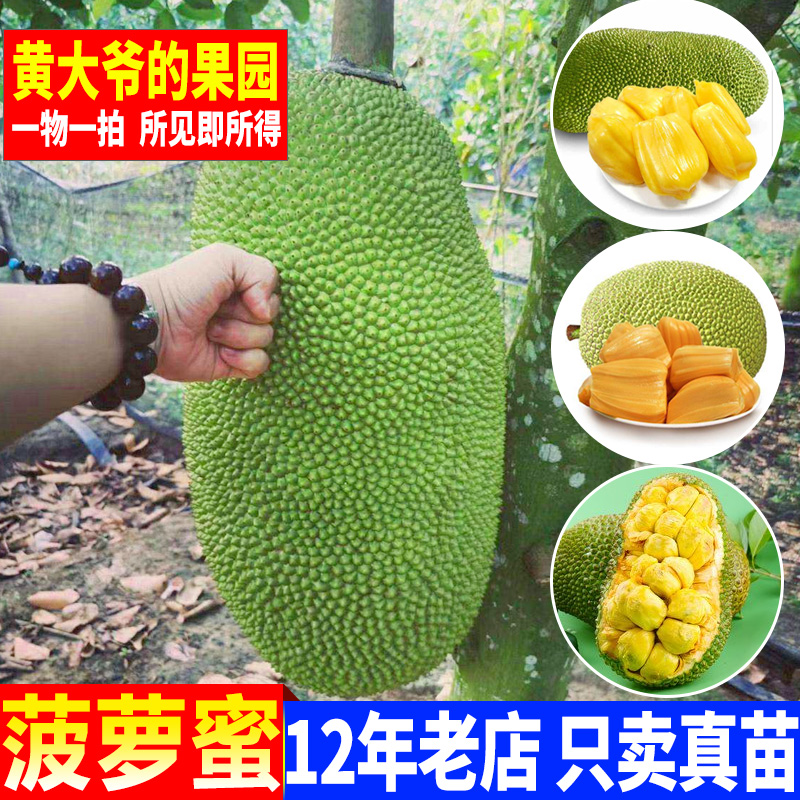 菠萝蜜苗树苗嫁接苗马来西亚一号四季菠萝蜜木菠萝苗南方种果树苗