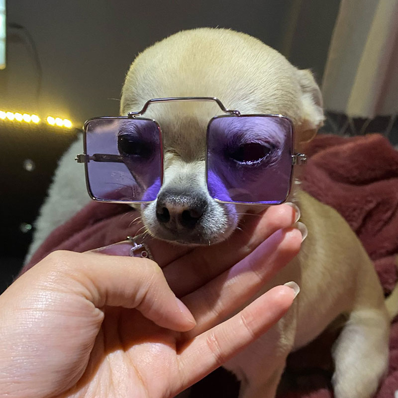 2021新款猫咪带的眼镜饰品小型犬猫用墨镜防紫外线扮酷拍照道具