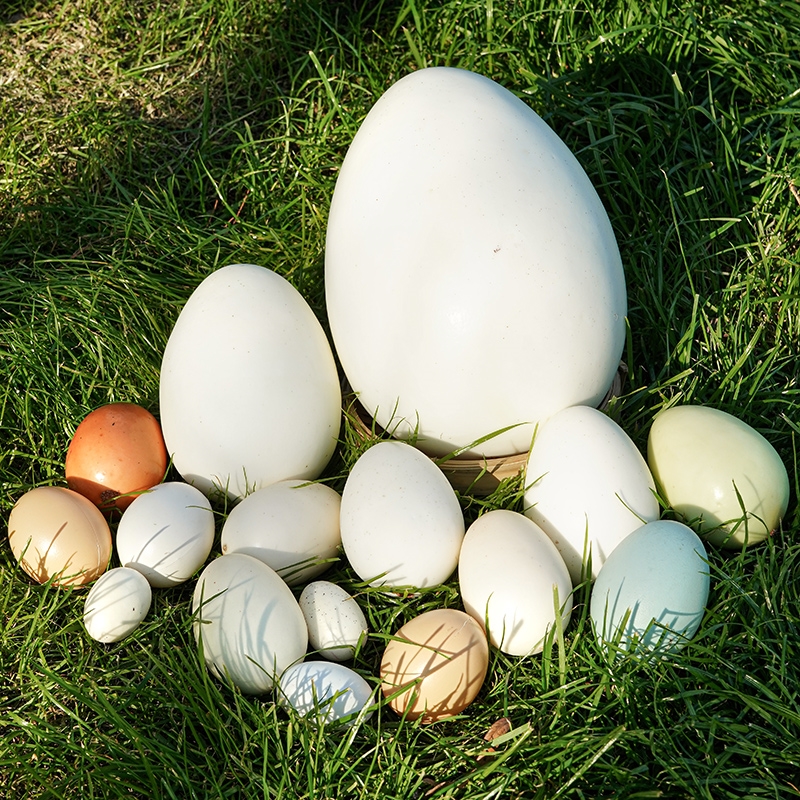 蛋鸵鸟蛋鸟窝蛋橱窗模型彩绘蛋仿真摄影鸡蛋创意鹅蛋假蛋手绘蛋