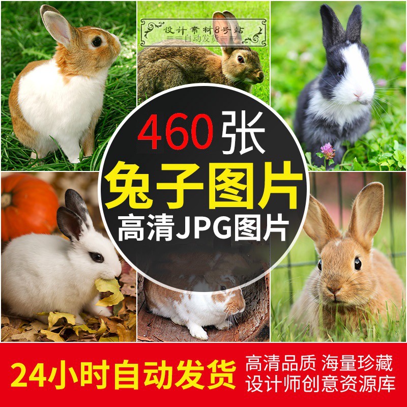 高清兔子图片宠物黑白灰野小白兔吃草可爱萌动物绘画摄影JPG素材