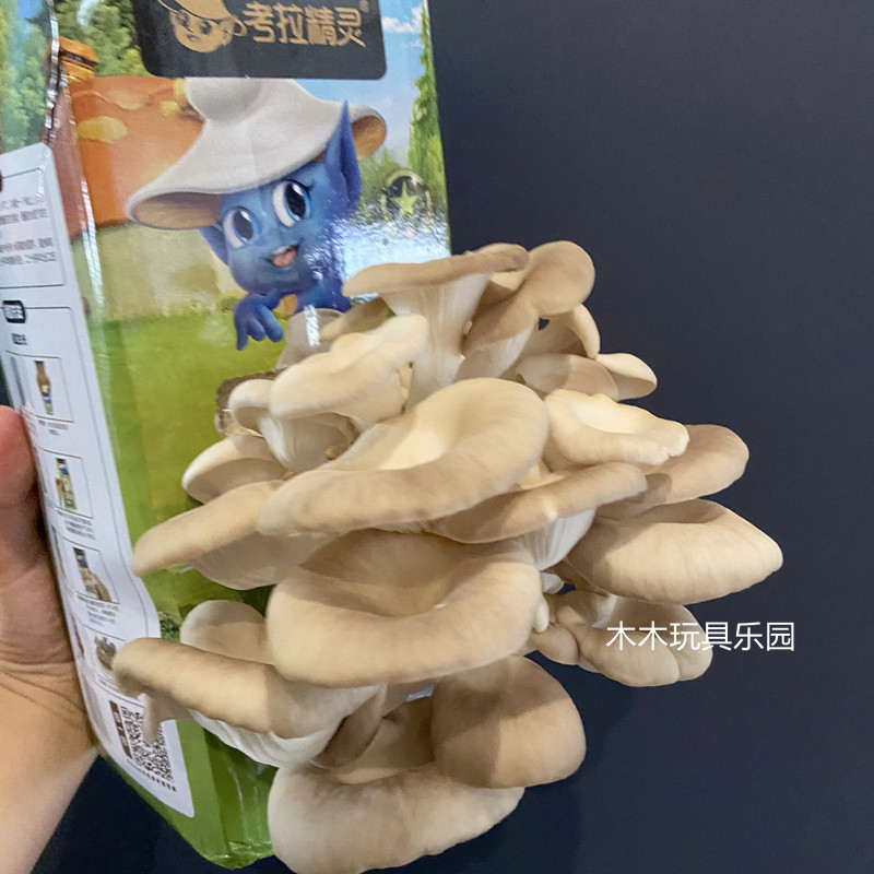 考拉精灵DIY种植蘑菇 袖秀珍菇可食用菌菇儿童亲子桃红平菇黄金菇