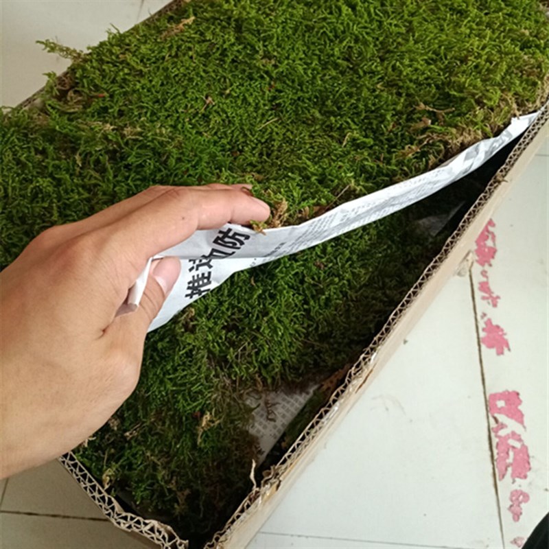 新鲜苔藓黄缘生态饲养箱环境微装养殖箱布景观绿植物造景设计置饰
