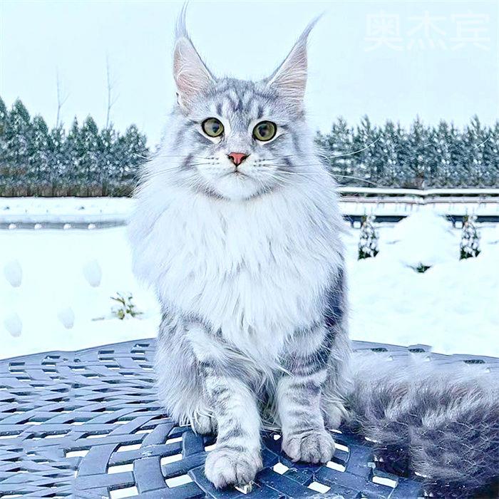 缅因猫幼猫纯种宠物猫俄罗斯巨型猫咪活体凯米尔色烟灰黑棕银虎斑