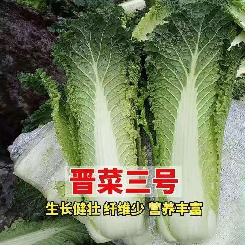 新晋菜三号大白菜种子大白菜种孑春夏秋四季蔬菜种籽