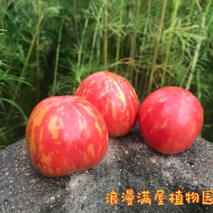 农家传统花皮球西红柿籽 老品种 老种子非转基因种子小时候的味道