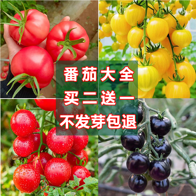 盆栽春秋大西红柿种籽老品种千禧矮生樱桃小番茄种孑甜水果种子全