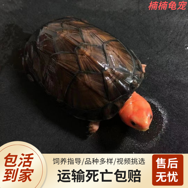 红面蛋龟白唇头盔观赏龟苗可深水情侣宠物龟活体西非火焰圆澳乌龟