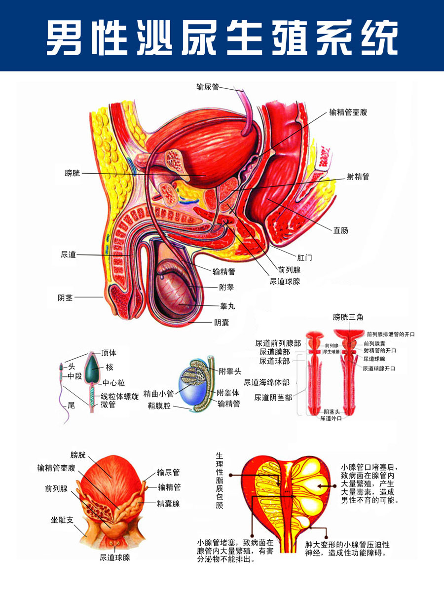 635薄膜海报印制展板喷绘写真255医院泌尿科男性生殖系统解剖