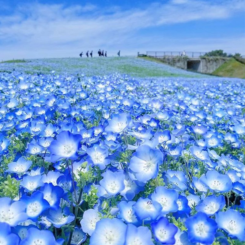 蓝色花的图片