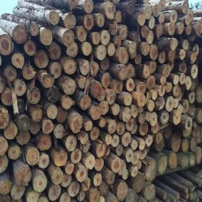 厂2023新4米杉木实木板材装原木实木木材沙树木方木材圆柱原修新