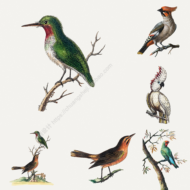 工笔画鸟插画 手绘写实动物小鸟枝头麻雀鹦鹉 AI格式矢量设计素材