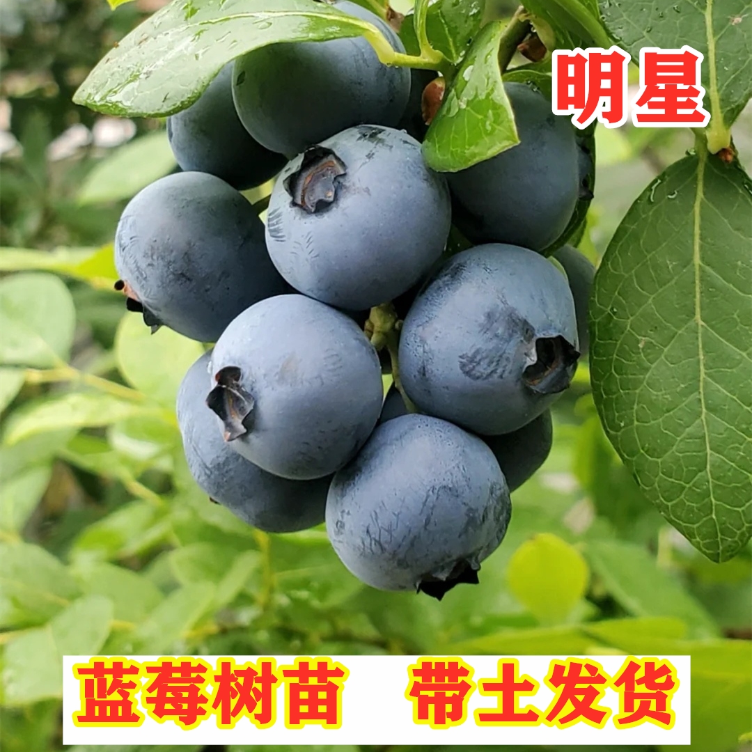 明星蓝莓树苗南北方种植南高丛蓝莓树果苗盆栽地栽蓝莓树当年结果