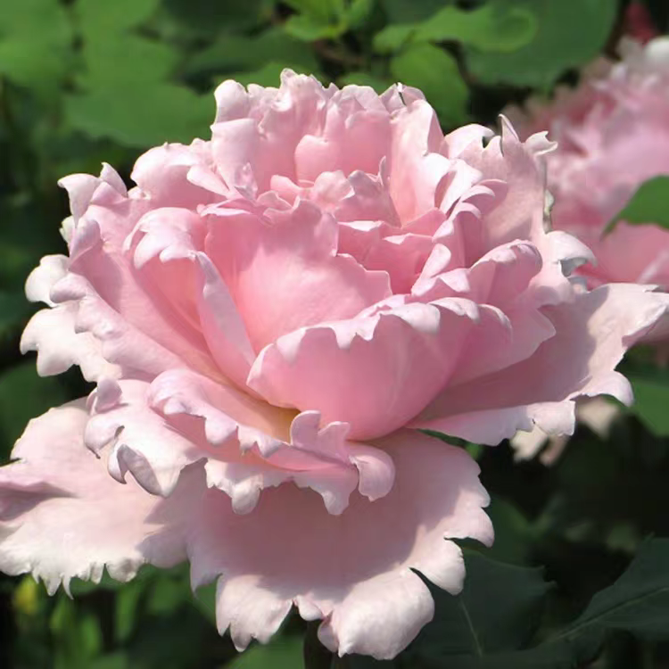 索菲罗莎苏菲罗莎月季花稀有品种的超新品淡粉色四季开花大花浓香