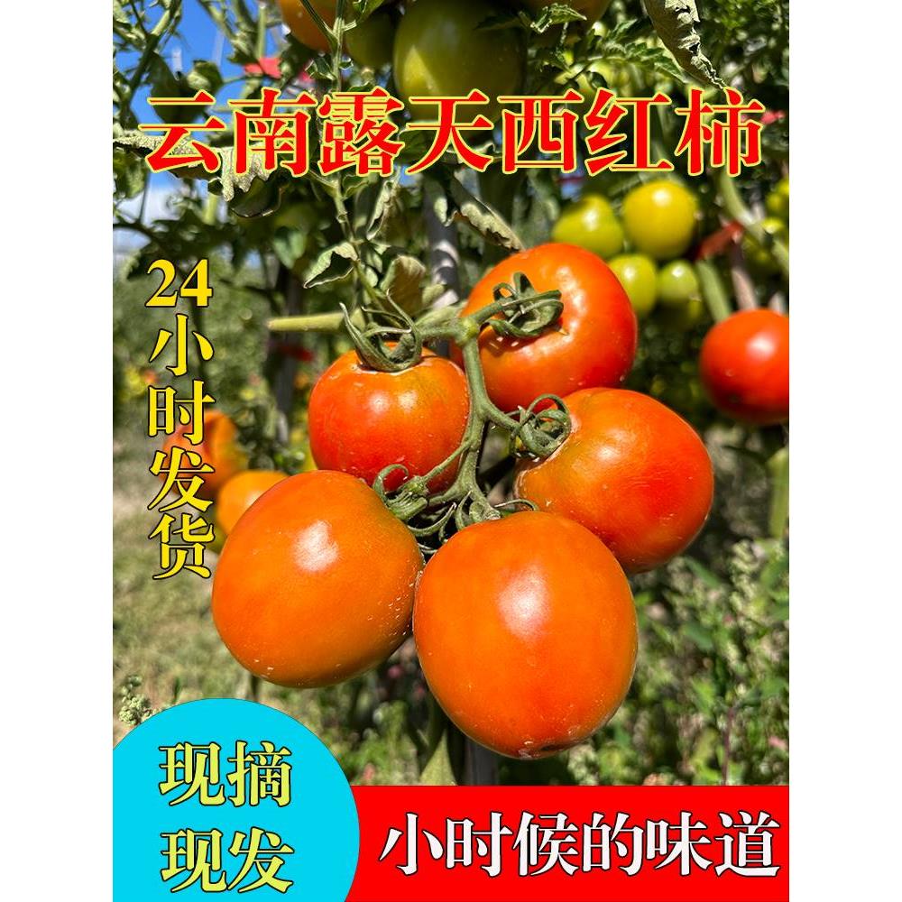 西红柿云南露天自然生长水果番茄不催熟新鲜现摘孕妇小孩多吃9斤