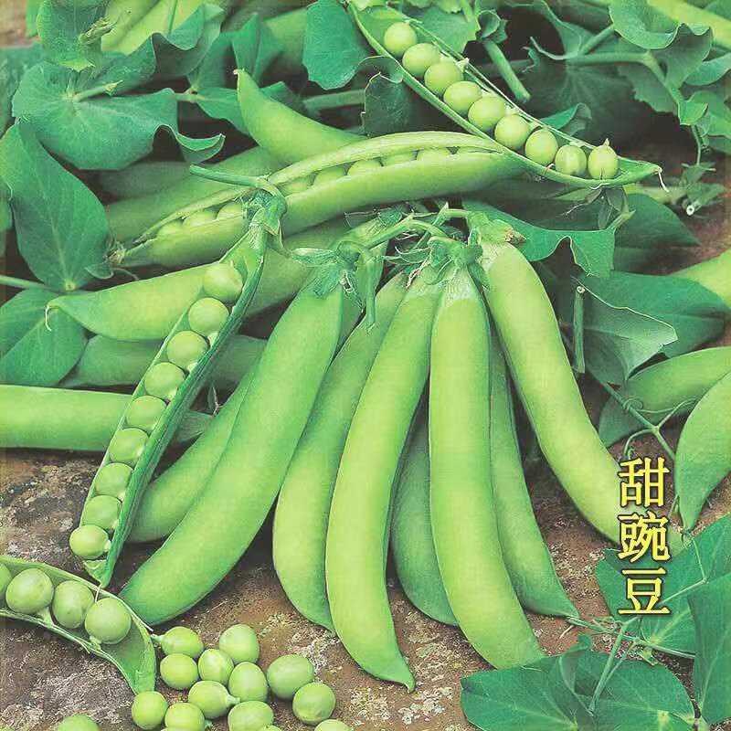 甜脆豌豆种子高产大秋冬季农田豌豆豌豆大全荚甜蔬菜种子耐寒四季