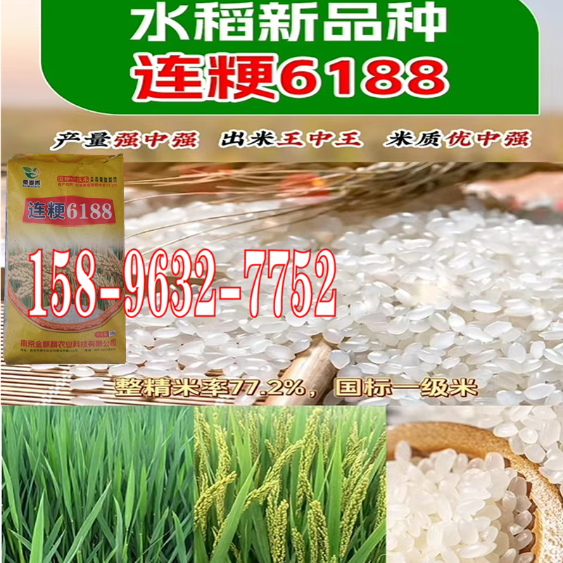 水稻种子圆粒可以留种香米粳稻谷种子一级米高产抗病抗倒伏口感