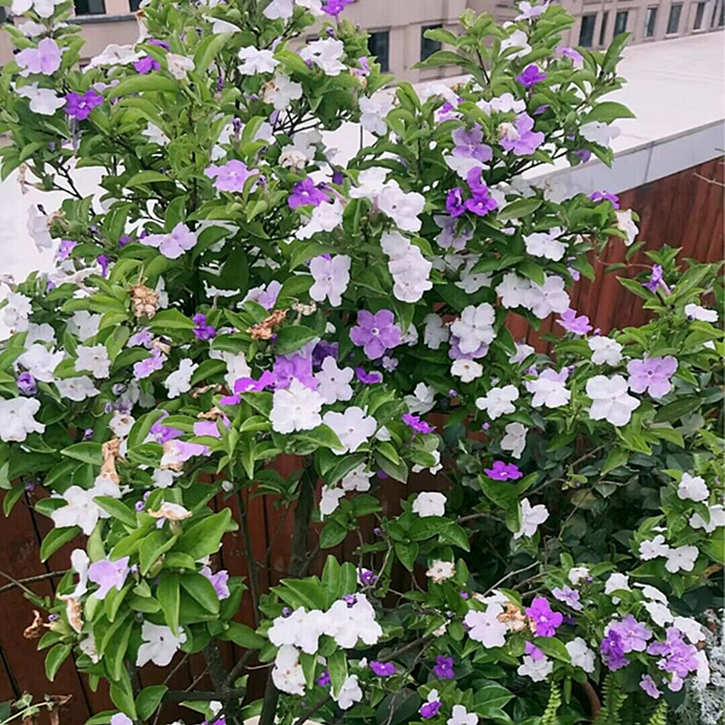 双色茉莉花盆栽植物阳台庭院花卉大苗老桩花期长鸳鸯茉莉有香味