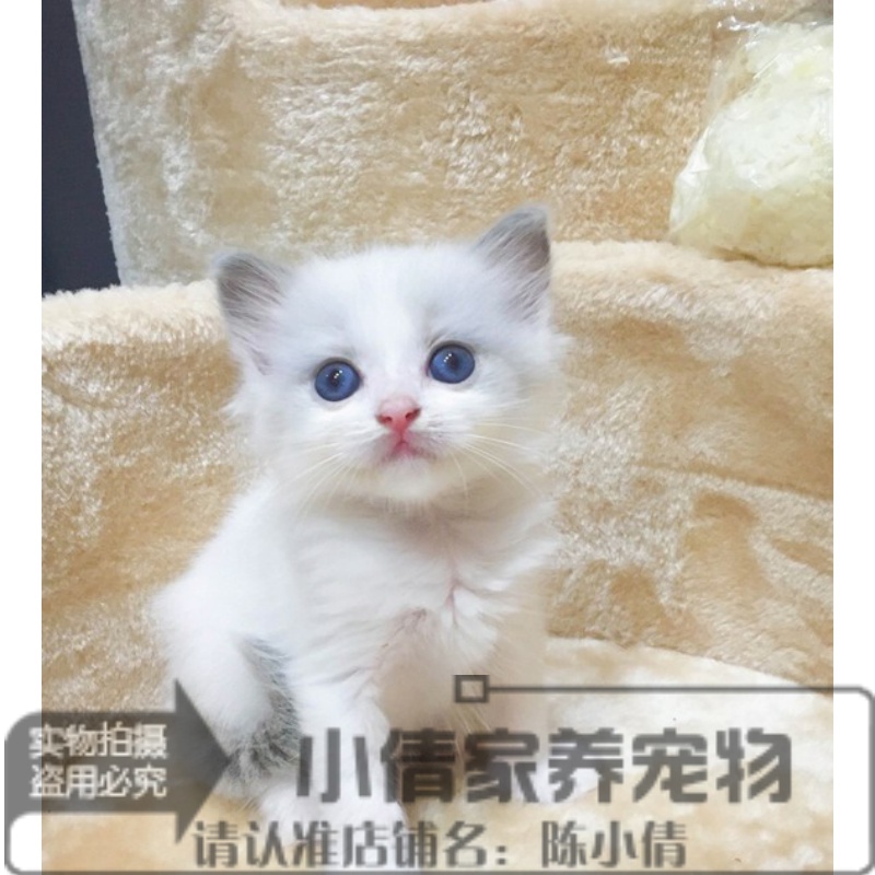 出售布偶猫幼猫活体纯种家养 双色海豹色布偶猫蓝眼布偶公母x
