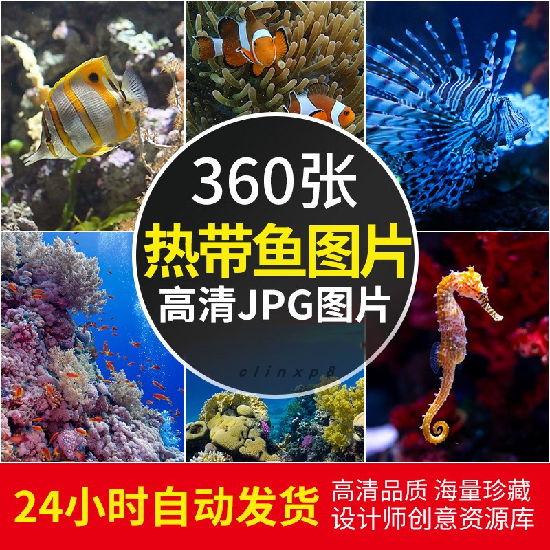 高清大图 热带鱼图片海洋底鱼类水族馆摄影照片电脑4k壁纸JPG素材