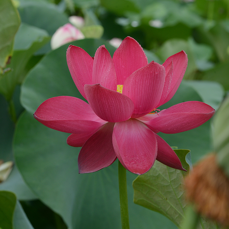 【东方红】碗莲乌托邦-中大型 盆池栽庭院水生深红色观赏荷花种藕