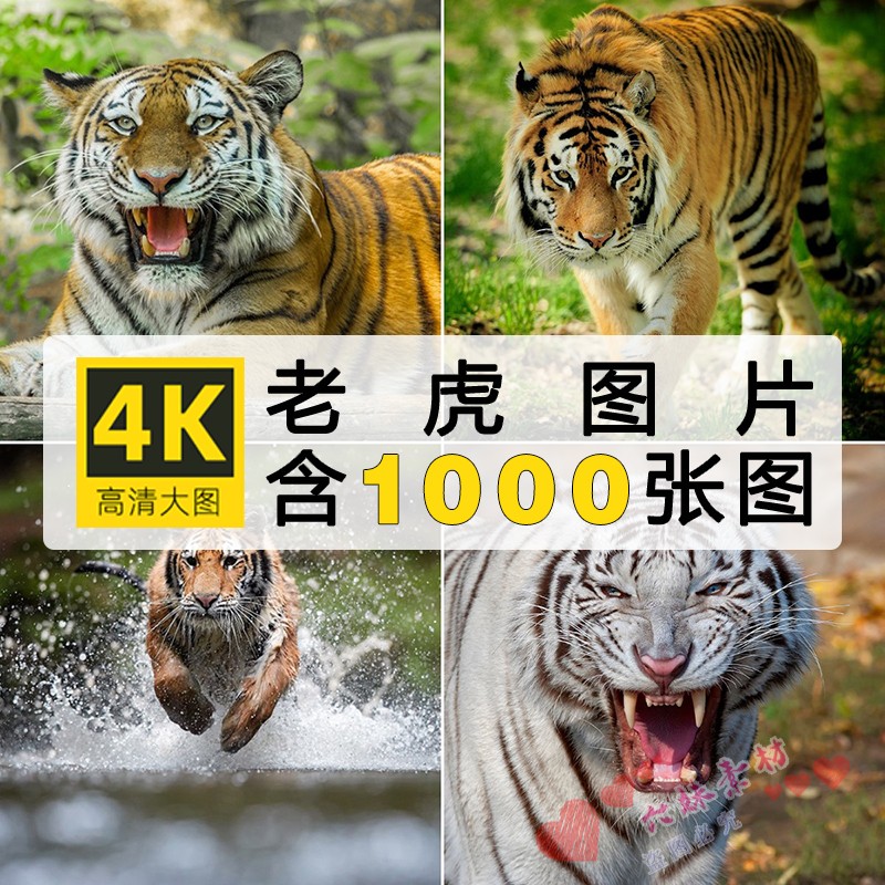 老虎高清摄影图集 美术绘画设计素材 动物4K摄影作品图片壁纸素材