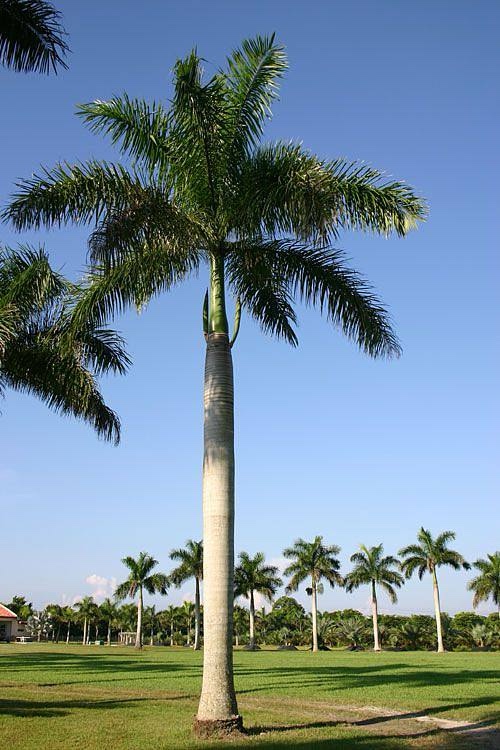 大王椰子树 大王椰树庭院风景树棕榈树大树四季常青风景观树