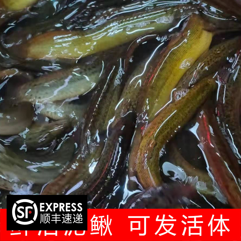 生态泥鳅 鲜活青鳅黄鳅新鲜大泥鳅500g大板鳅2斤活体现杀包邮