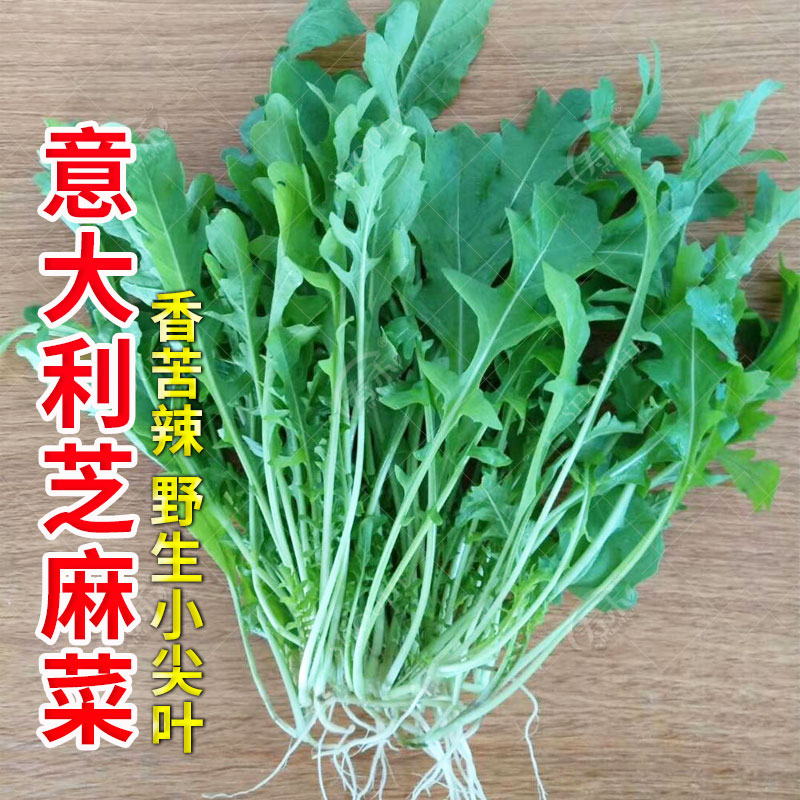 芝麻菜种子孑小青菜火箭生菜种籽四季菜苗菜籽种籽种盆栽蔬菜菜种