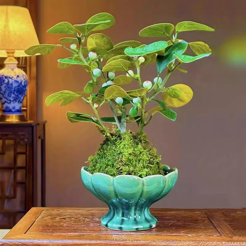 小盼菩提智慧树室内客厅桌面微景观绿植物盆栽禅意中式盆栽
