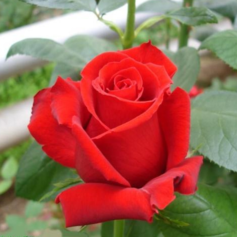 红玫瑰花苗红色玫瑰花系列卡罗拉 切花月季 盆栽地栽带花苞发货