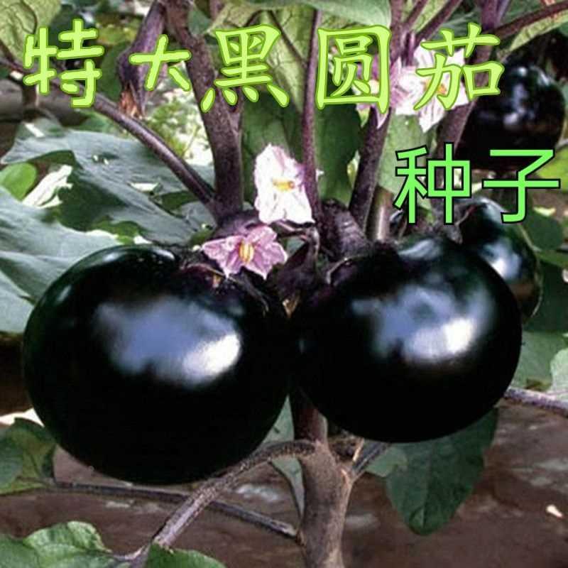 茄子种子特大紫黑圆四季茄长白庭院盆栽茄春夏蔬菜种子播菜地种籽