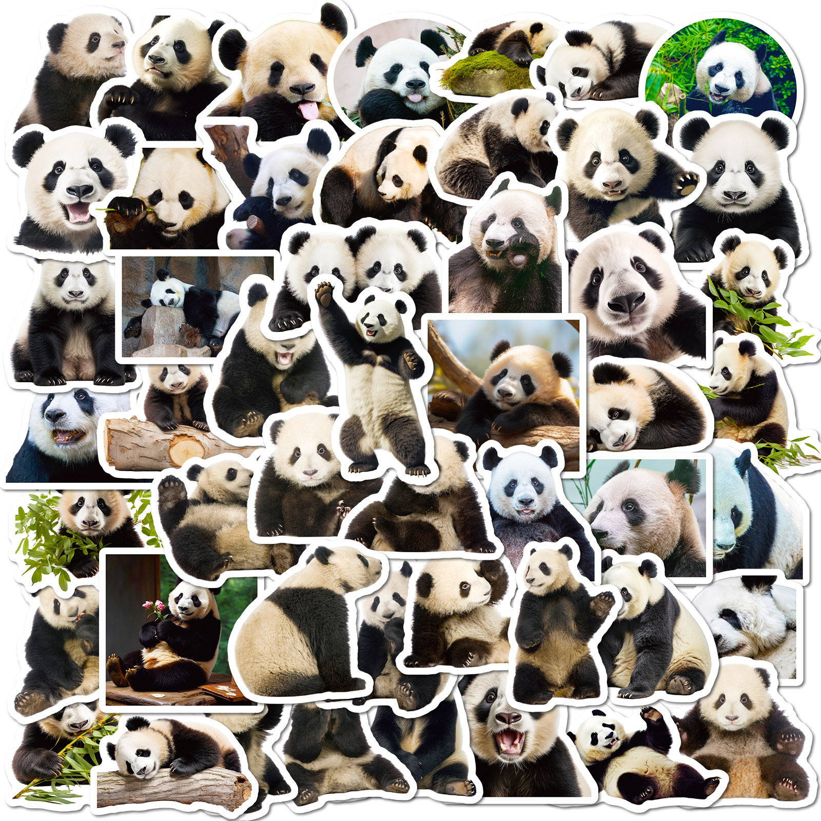 50张熊猫写实贴纸可爱热销大熊猫花花表情包贴纸电脑手机水杯贴画