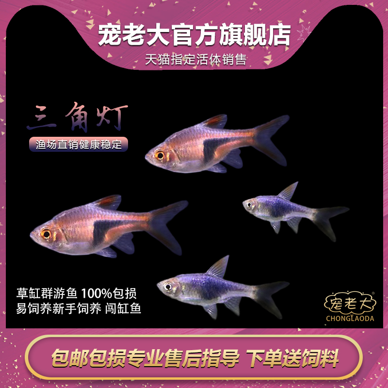 大三角灯鱼紫三角灯鱼金正三角灯鱼红绿灯群游鱼淡水活体热带鱼