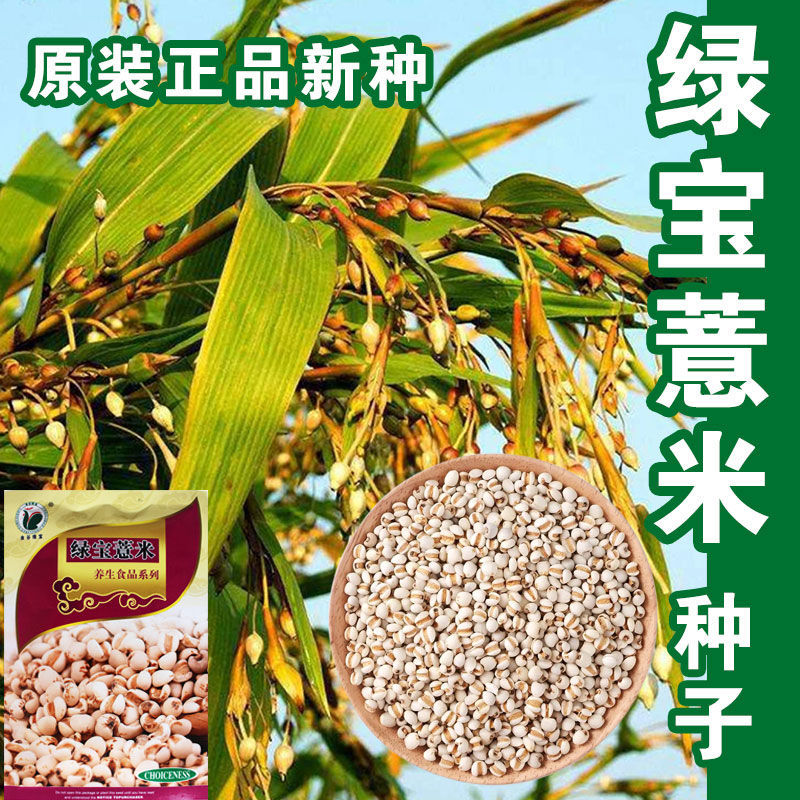 绿宝薏米种子 六谷子绿色食品种抗旱甜苦荞麦种子 春夏播薏米种子