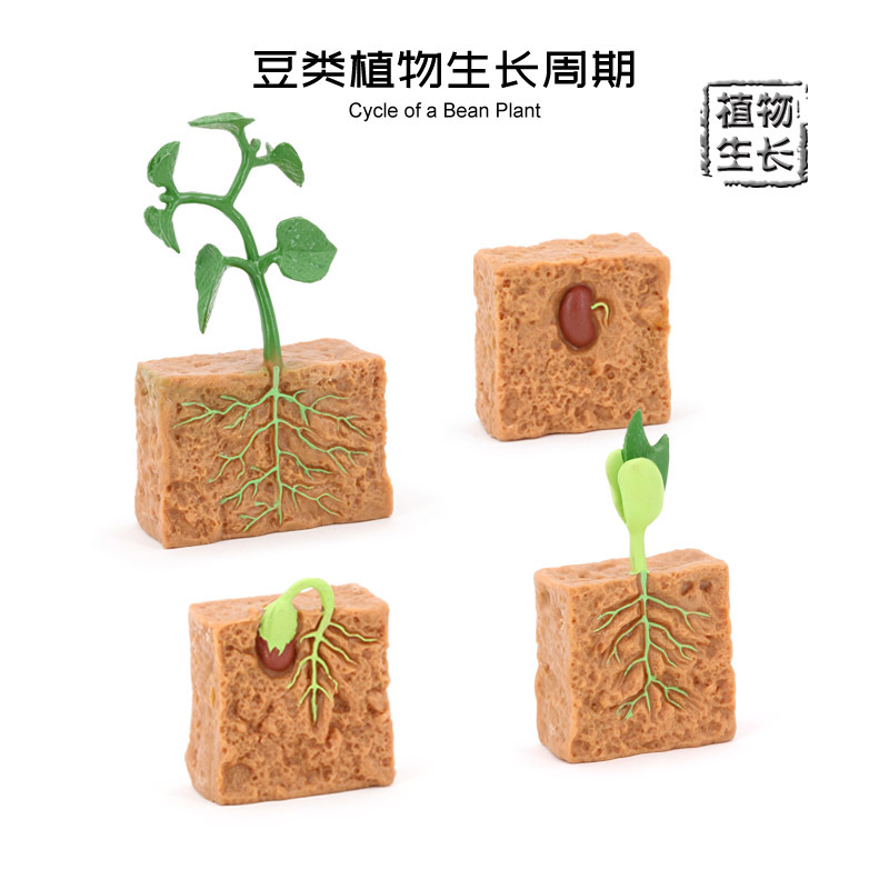 植物种子生长周期模型4件套豆子成长过程摆件 儿童科教早教玩具