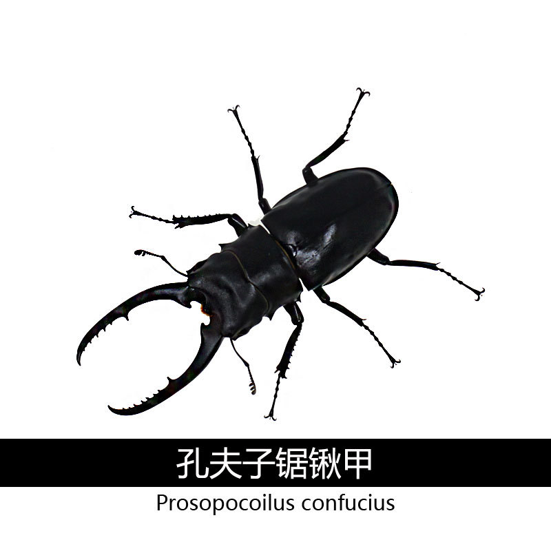 孔夫子锯锹甲 独角兽宠物甲虫幼虫成虫昆虫活体锹甲虫 沉醉兜锹